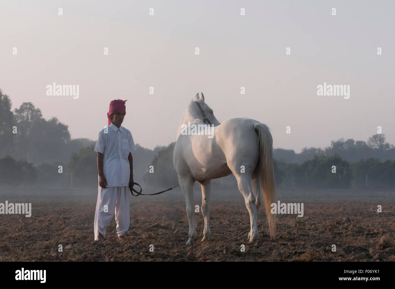 L'homme indien est à côté de son cheval marwari blanc à l'aube dans les domaines du Pendjab. Banque D'Images