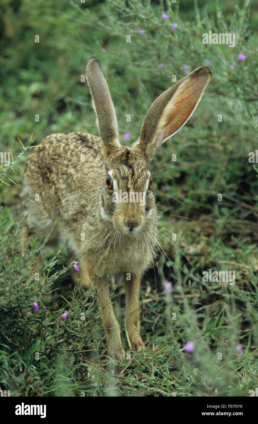 Lièvre d'Afrique prises depuis l'avant jusqu'au oreilles tendus à la caméra via des garrigues Banque D'Images Lièvre d'Afrique prises depuis l'avant jusqu'au oreilles tendus à la caméra via des garrigues Banque D'Images