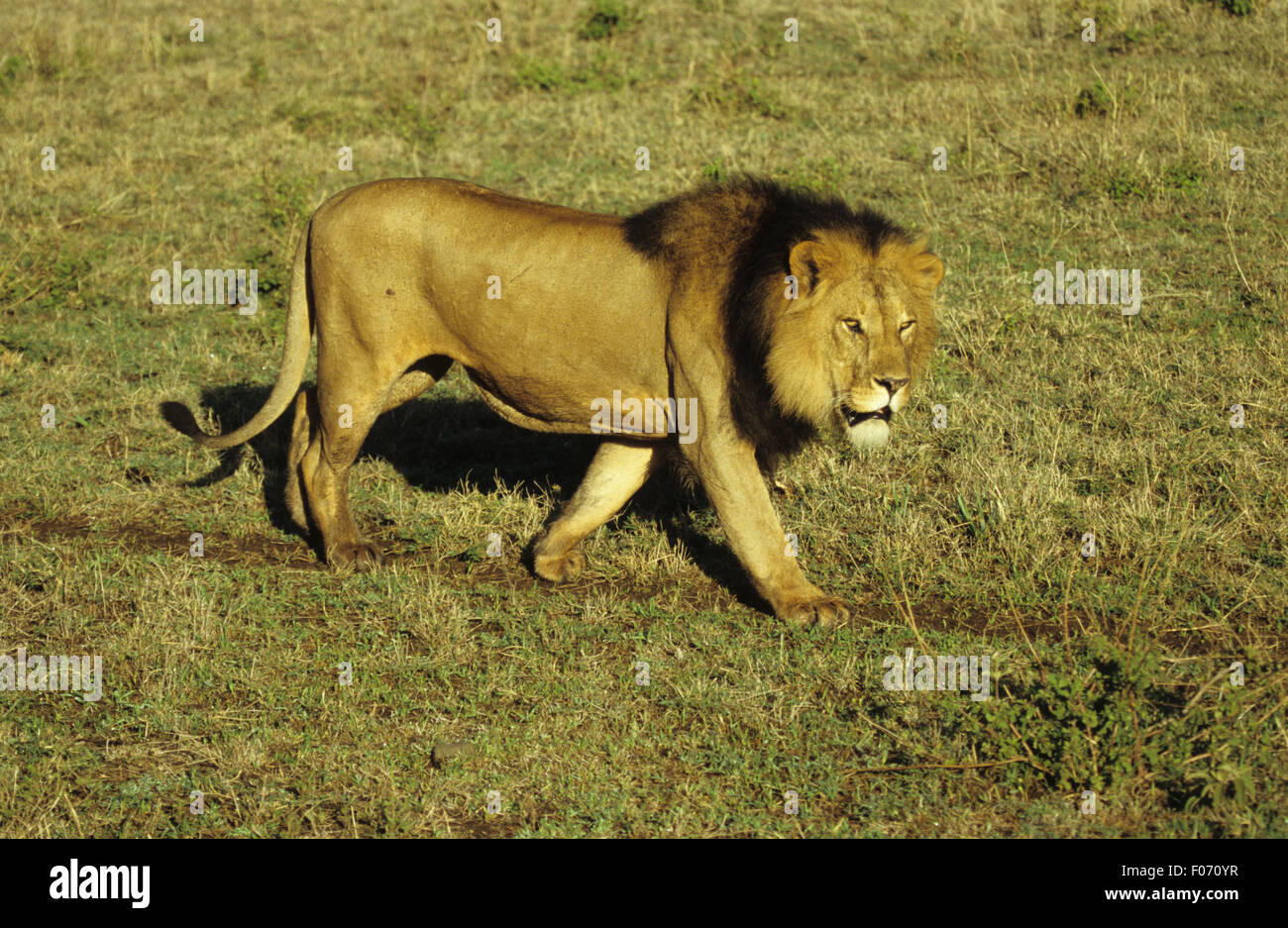 L'African Lion homme pris dans le profil de marcher droit avec mane looking at camera Banque D'Images