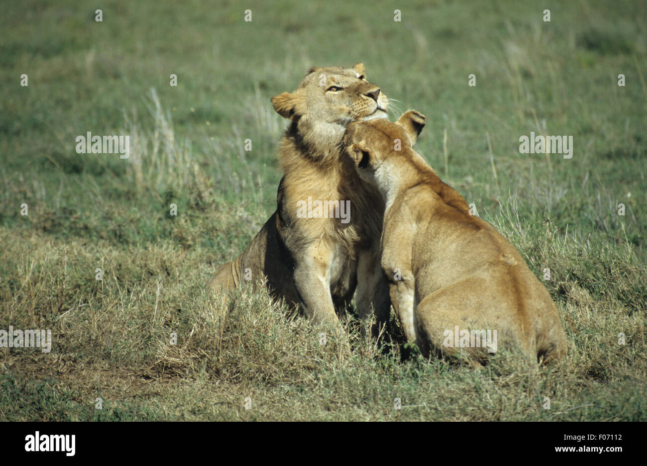 L'African Lion deux snuggling jusqu'à chaque autre playfighting assis ensemble dans l'herbe haute Banque D'Images