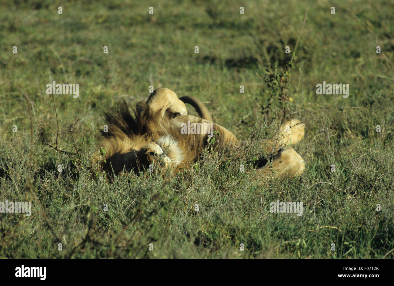 L'African Lion homme pris de l'avant allongé sur son dos pour dormir avec les pieds dans l'air dans l'herbe haute sur Serengeti Banque D'Images