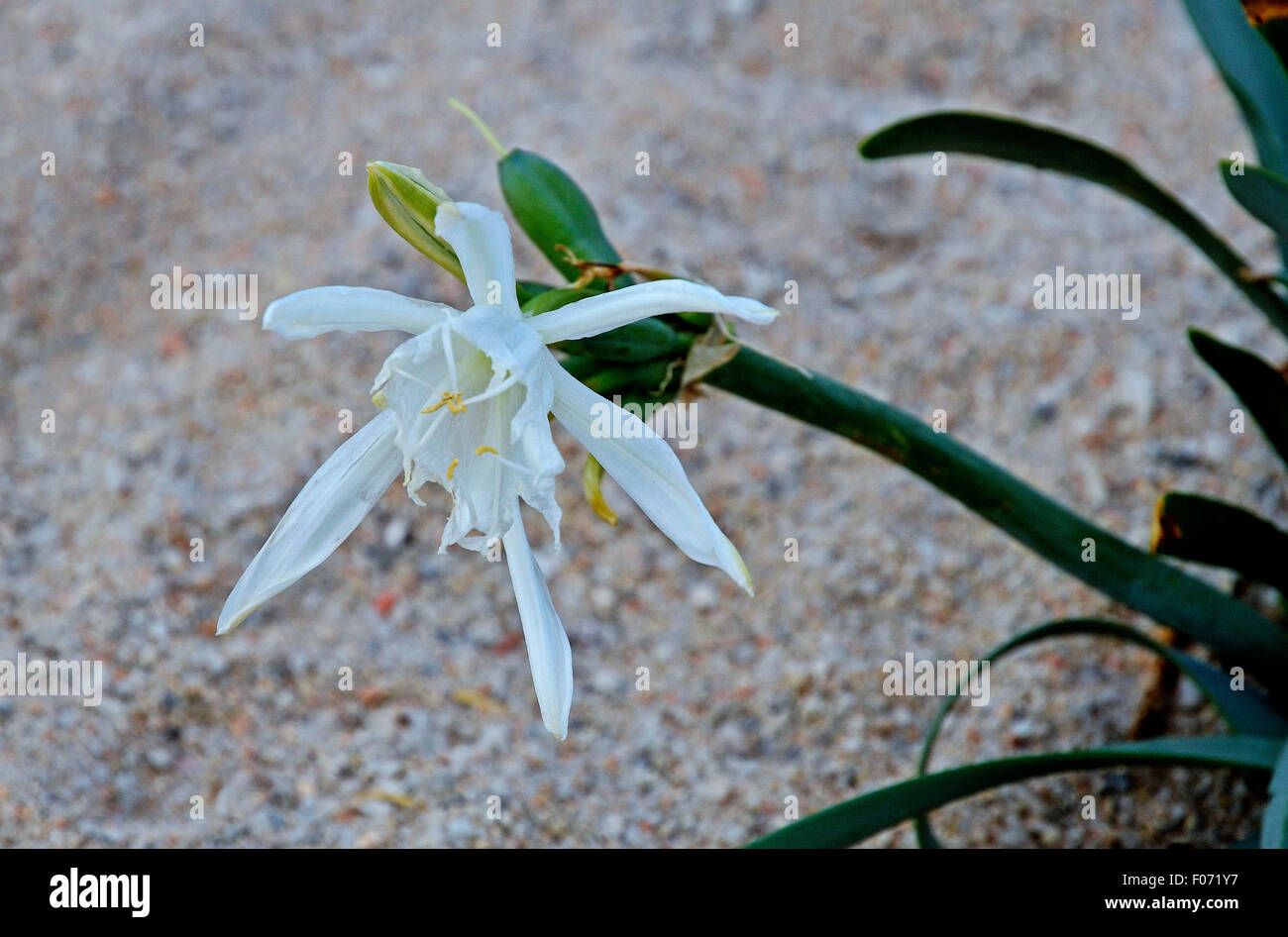 La Sardaigne, Italie : une fleur de lys de mer (Pancratium maritimum) Banque D'Images