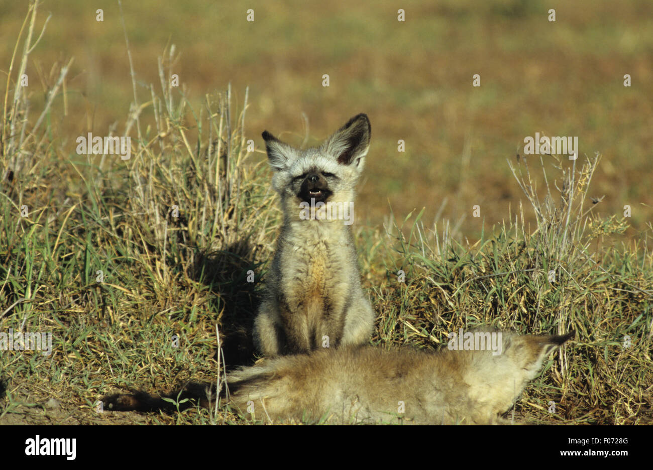 Bat Eared Fox prises de tête en arrière avant de bâiller assis sur la prairie Banque D'Images