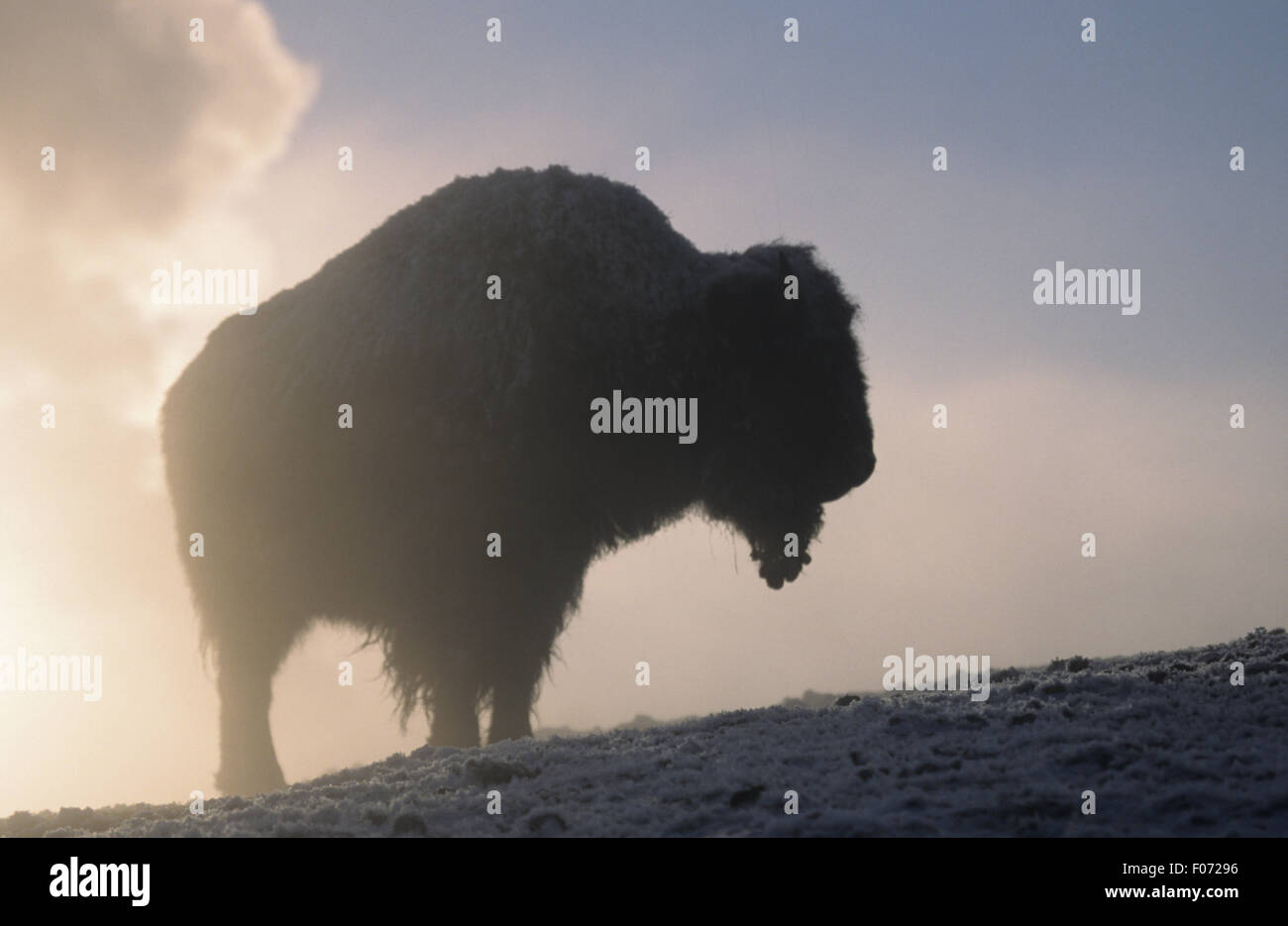 Prises dans le bison à la silhouette de profil droit debout sur gel neige avec Old Faithful éruption derrière Banque D'Images