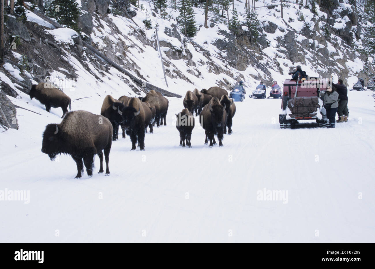 Petit groupe de bisons à marcher ensemble le long d'une route couverte de neige au-delà d'un véhicule automobile pour la neige et les photographes Banque D'Images