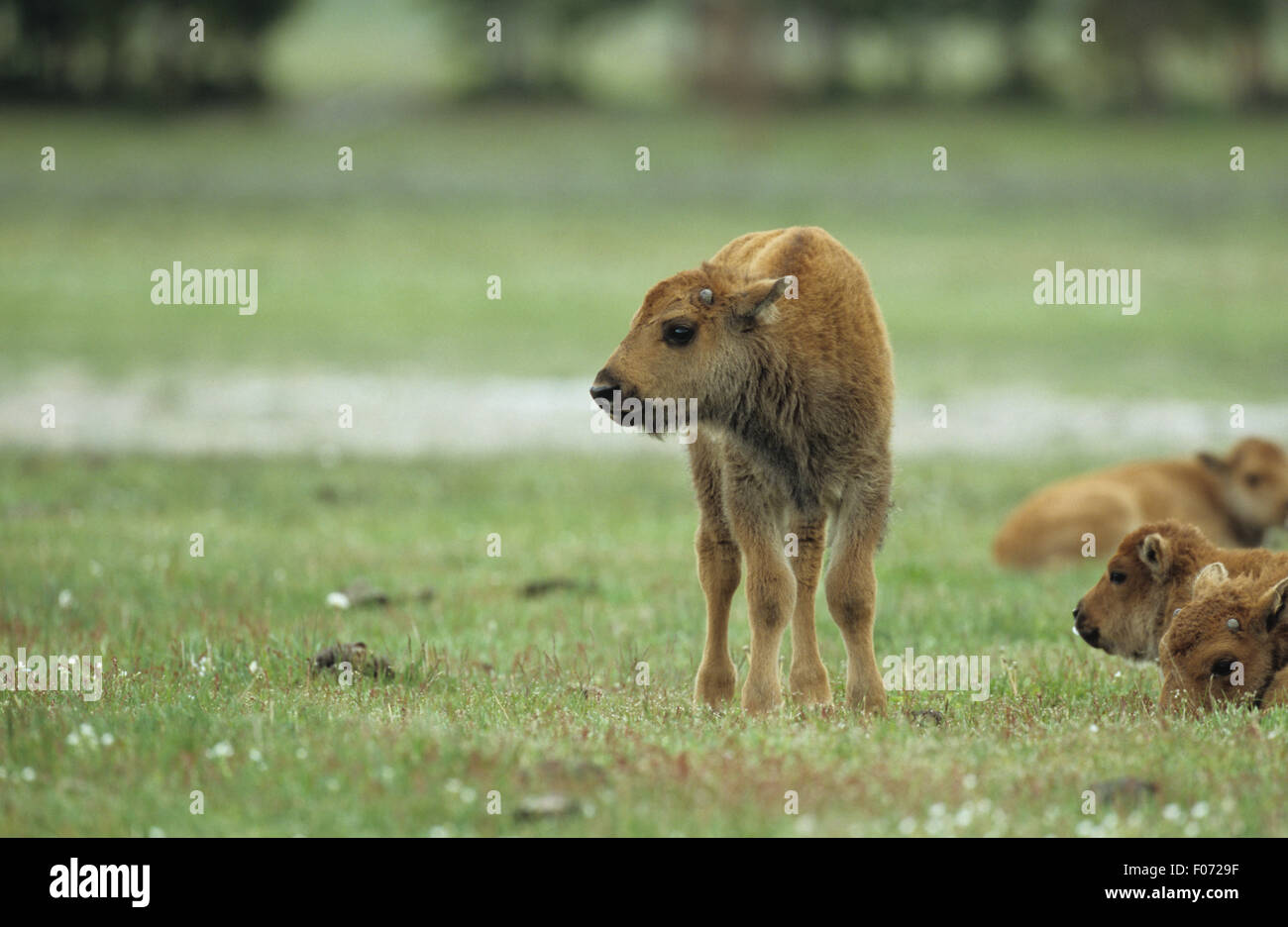 Jeune veau de bison prises à partir de l'avant à gauche debout sur la prairie Banque D'Images Jeune veau de bison prises à partir de l'avant à gauche debout sur la prairie Banque D'Images