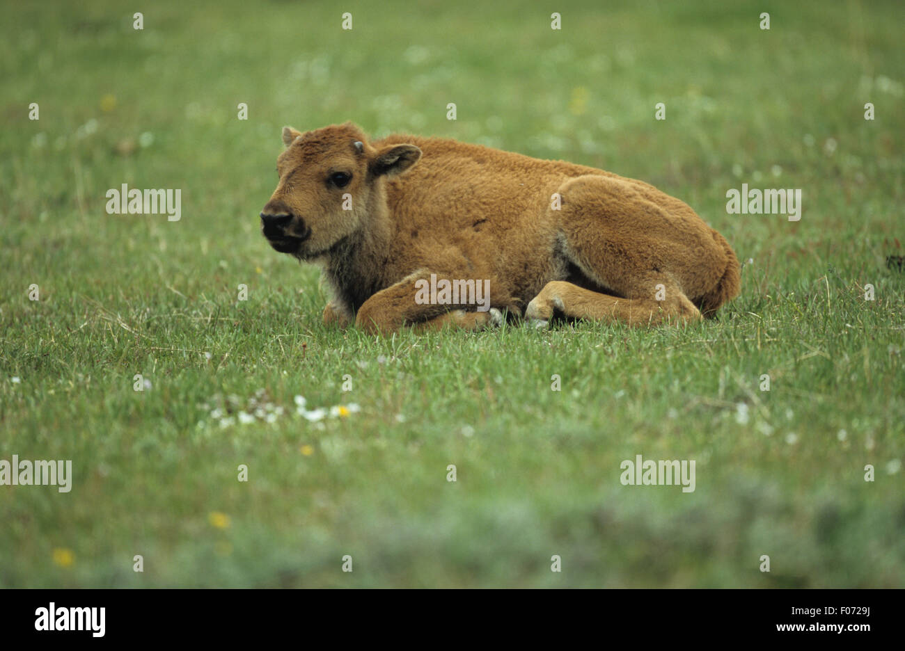 Jeune veau de bison prises dans le profil à gauche étendue sur le sol dans les prairies ouvertes Banque D'Images