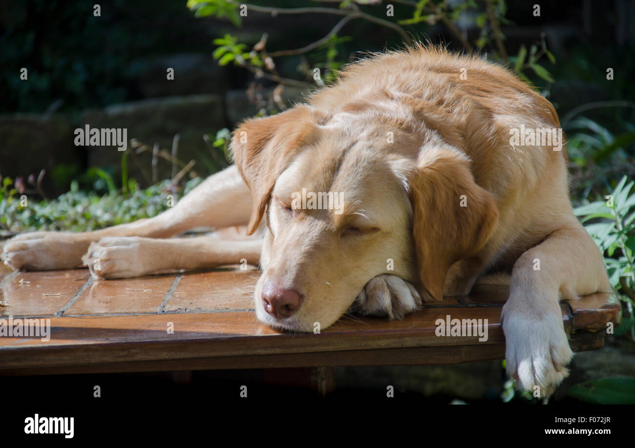 Un Labrador doré, Border Collie Cross dog nommé Indy dort paisiblement en étant couché sous le soleil d'hiver dans une cour de Sydney Australie Banque D'Images
