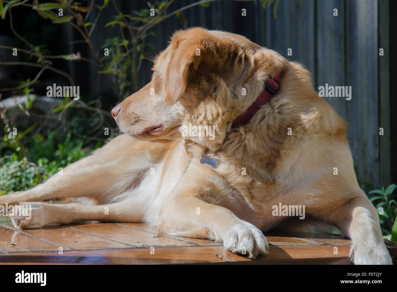 Un Labrador doré, Border Collie Cross dog nommé Indy est distrait par un bruit pendant qu'il est allongé au soleil d'hiver Banque D'Images