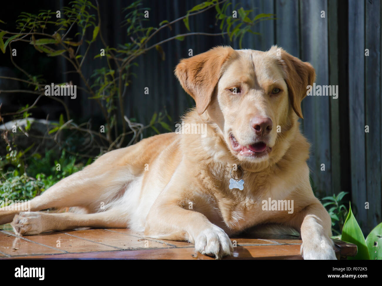 Un chien de cross doré de Labrador Border Collie nommé Indy est assis comme un lion de montagne en se baignant au soleil d'hiver dans une cour de Sydney Australie Banque D'Images