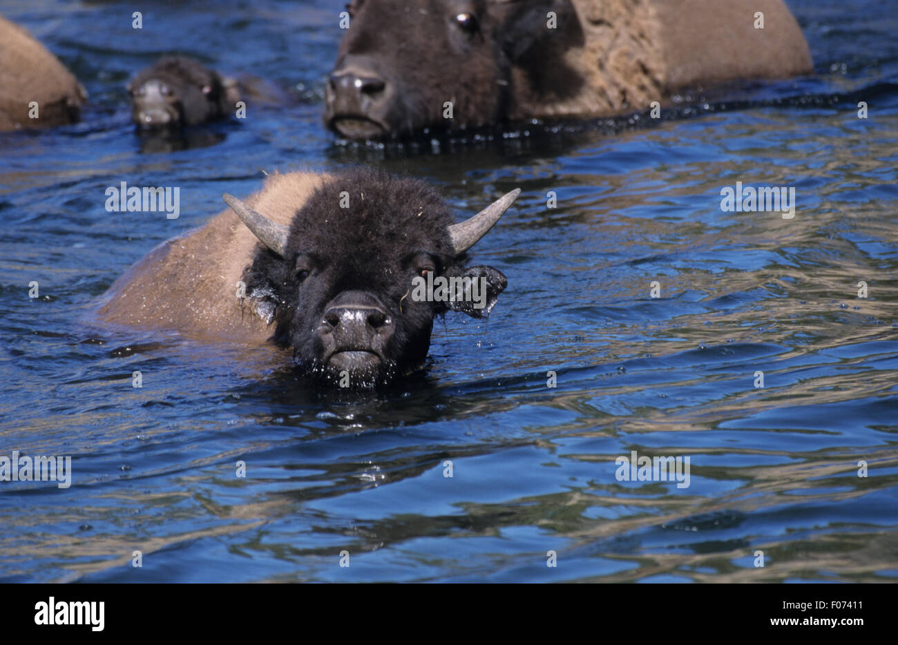 Prises de bison à la caméra avant de nager en eau profonde avec un autre derrière elle Banque D'Images Prises de bison à la caméra avant de nager en eau profonde avec un autre derrière elle Banque D'Images