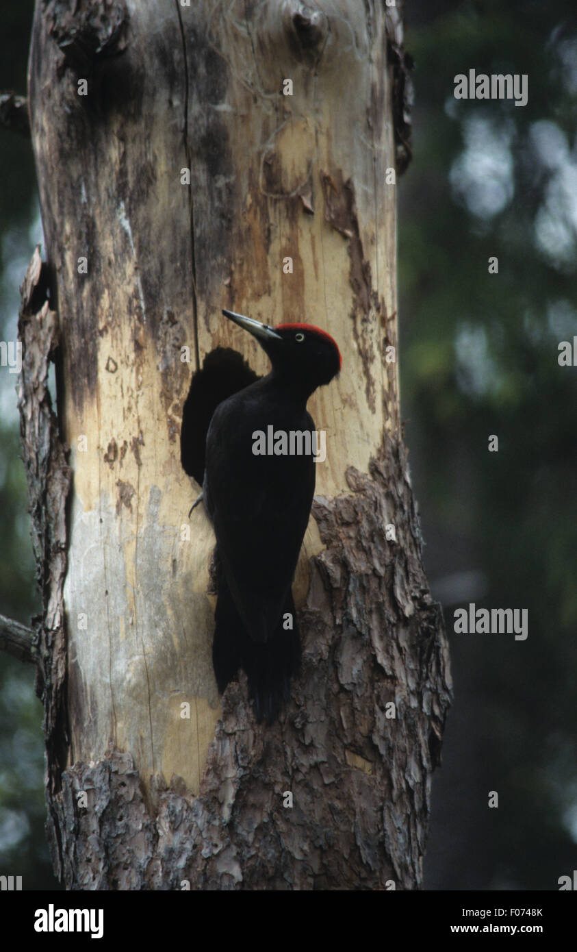Pic noir pris par derrière perché sur le côté d'un tronc d'arbre par nid à gauche Banque D'Images Pic noir pris par derrière perché sur le côté d'un tronc d'arbre par nid à gauche Banque D'Images