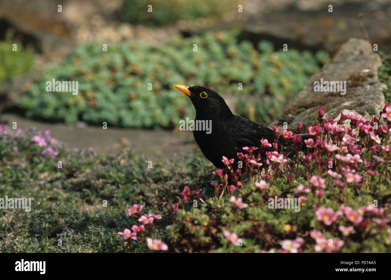 Prises mâles Blackbird de profil regardant à gauche sur le site de derrière des fleurs roses Banque D'Images Prises mâles Blackbird de profil regardant à gauche sur le site de derrière des fleurs roses Banque D'Images