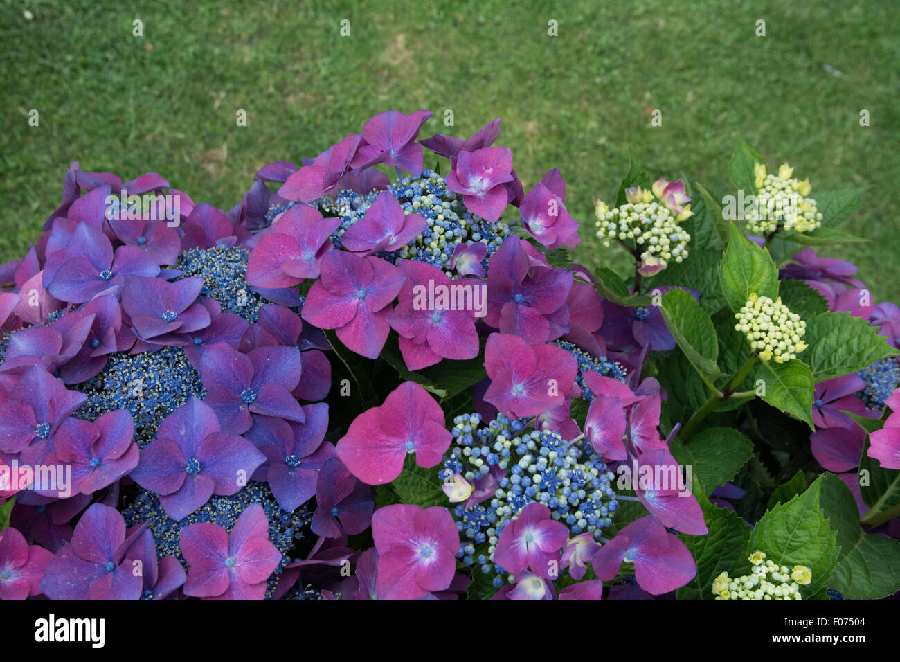 Hydrangea macrophylla kardinal violet série teller Banque D'Images