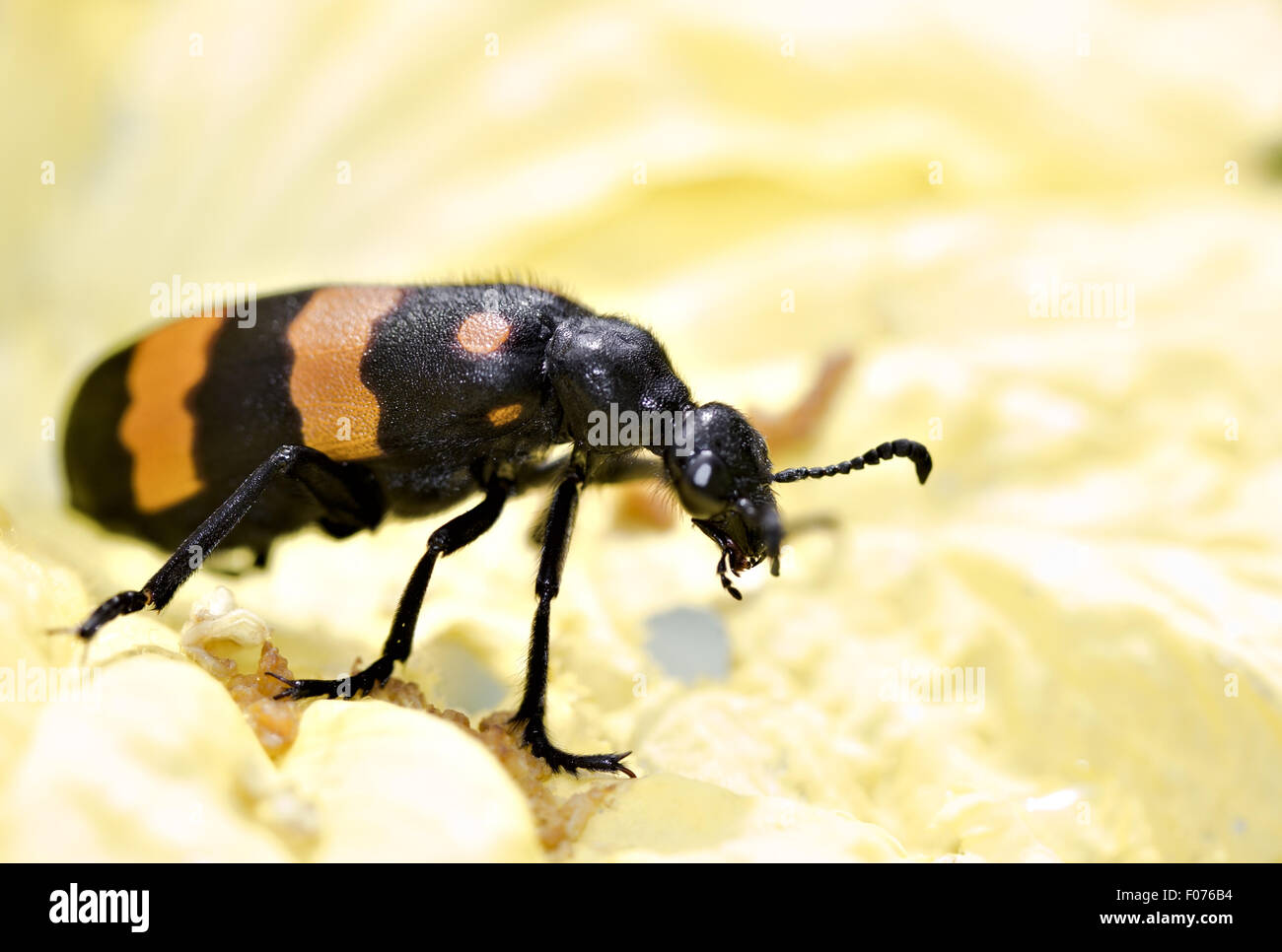 Blister Beetle Beetle en soies ou Banque D'Images