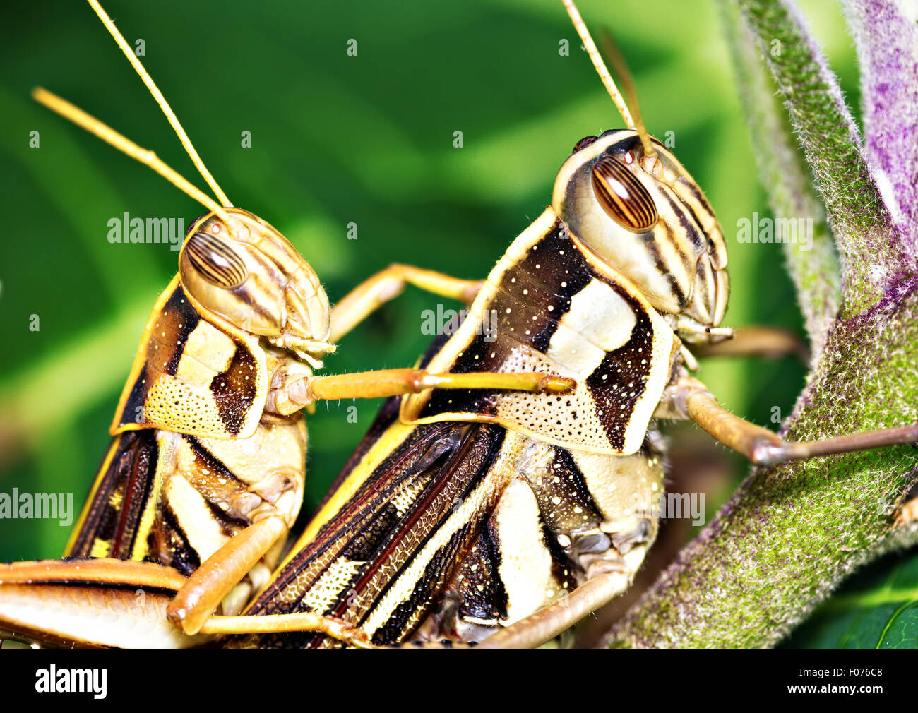 Gros plan de l'accouplement des sauterelles américain (Schistocerca americana). Également appelé sauterelle des oiseaux Banque D'Images
