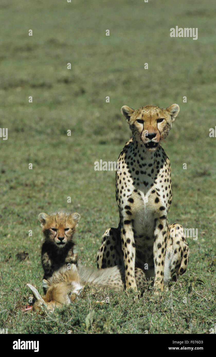 Avant de guépard assis dans les prairies avec des petits cub aux côtés et petite impala tuer étendue sur le sol Banque D'Images Avant de guépard assis dans les prairies avec des petits cub aux côtés et petite impala tuer étendue sur le sol Banque D'Images