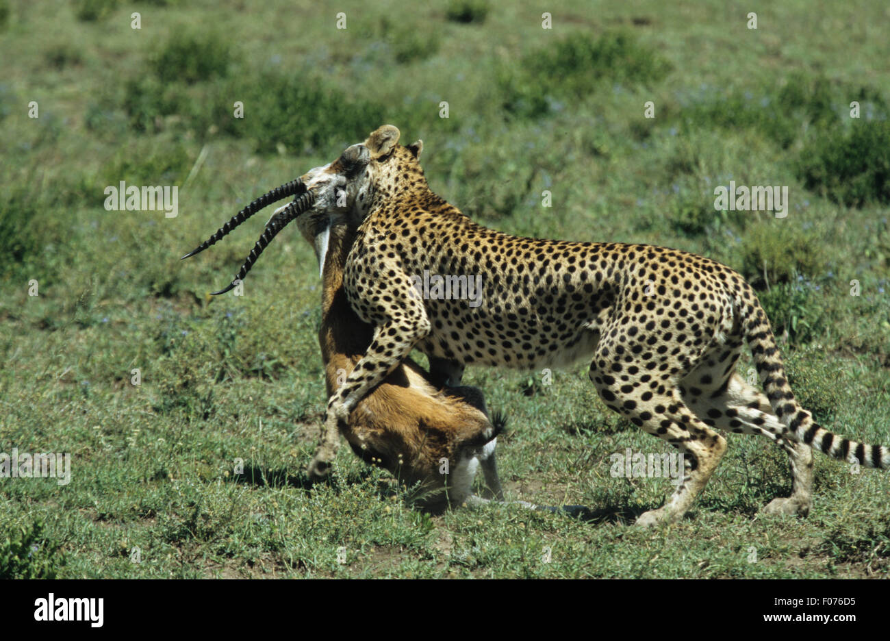 Cheetah prises dans le profil gauche marche transportant plein développement impala tuer dans ses mâchoires à travers les prairies du Serengeti Banque D'Images Cheetah prises dans le profil gauche marche transportant plein développement impala tuer dans ses mâchoires à travers les prairies du Serengeti Banque D'Images