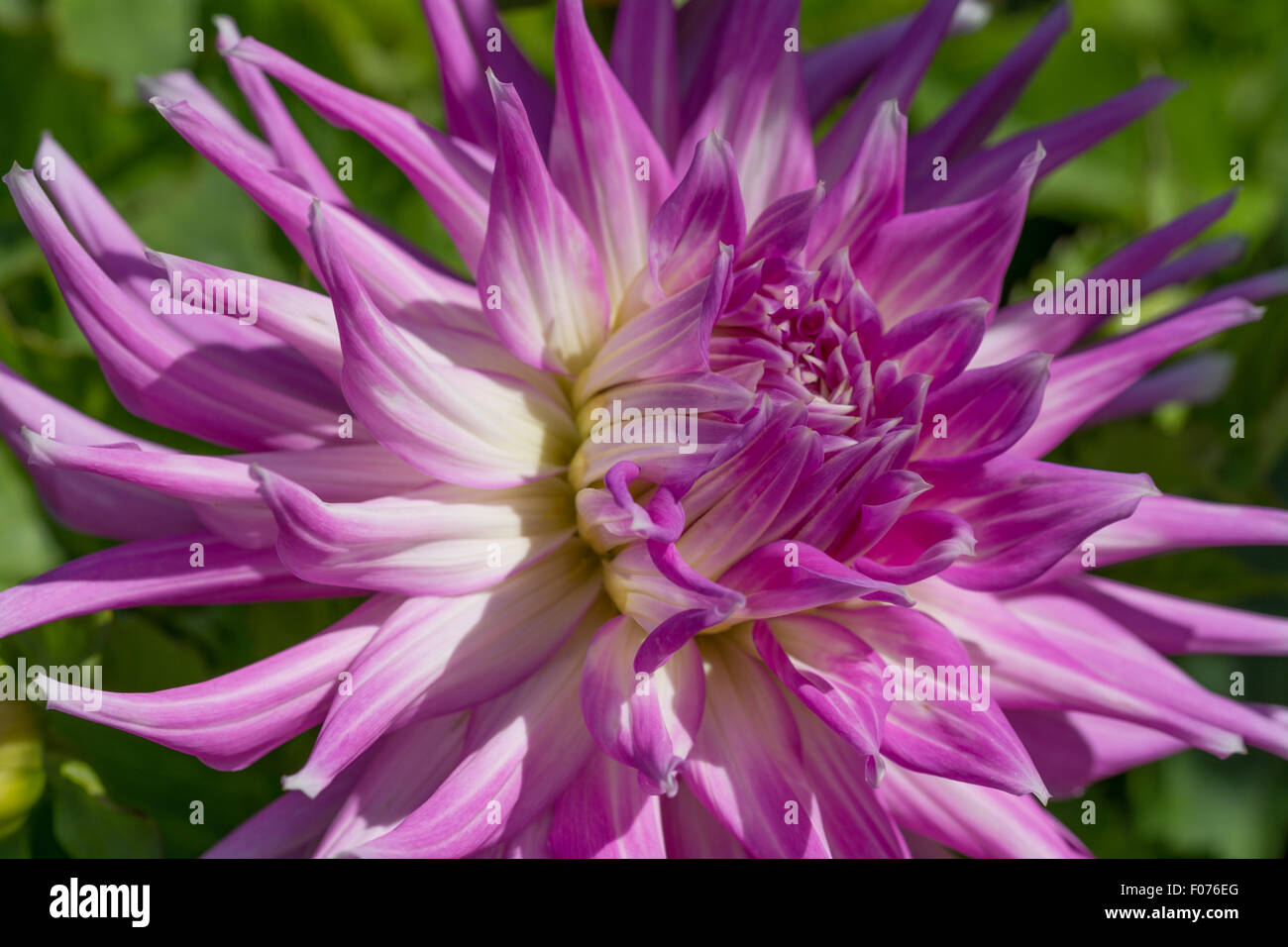 Dahlia fleurs Gregory Mingus Banque D'Images