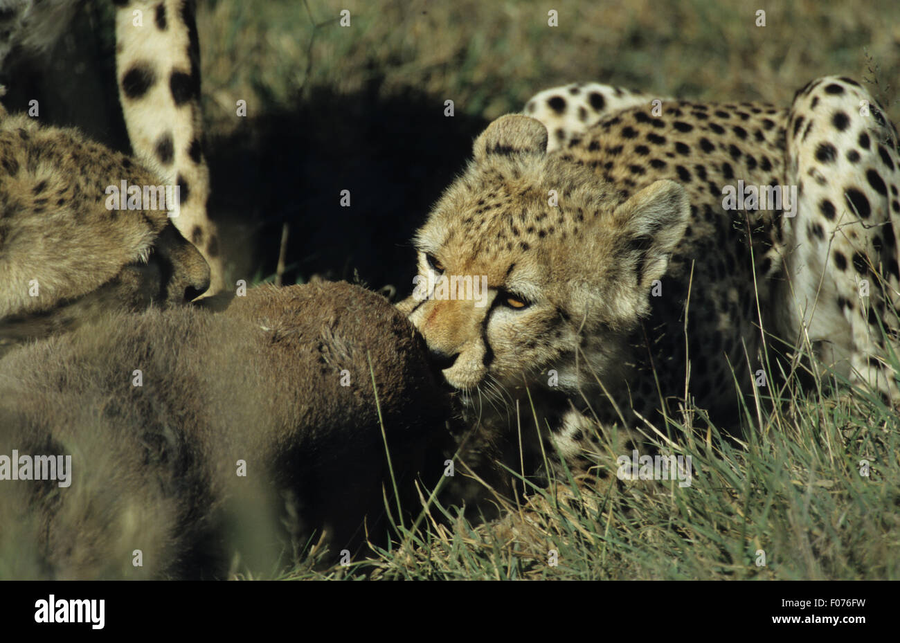 Cheetah pris de fermer avant de tuer le gnou de préhension avec jaws sur terre herbe Banque D'Images