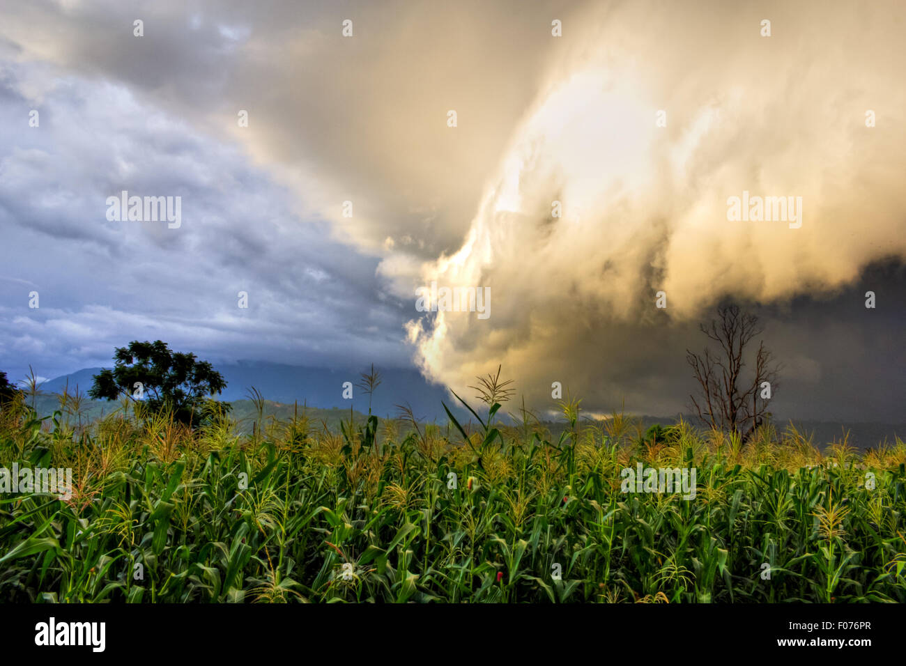 Dense et épais nuages blancs roulant sur un champ à peu près à la pluie Banque D'Images