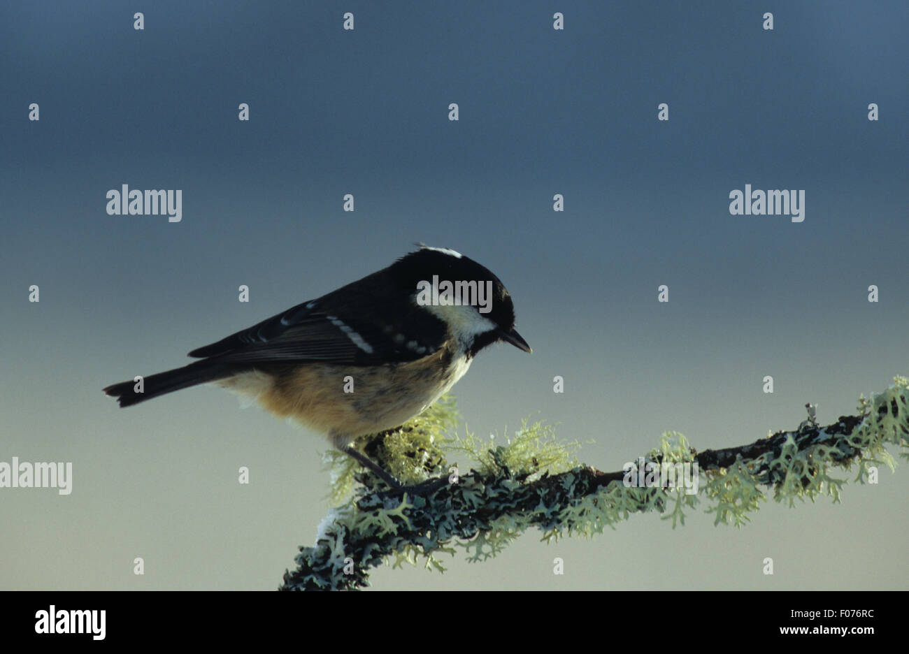 Mésange noire pris de profil à droite perché sur le lichen covered ciel bleu Banque D'Images Mésange noire pris de profil à droite perché sur le lichen covered ciel bleu Banque D'Images