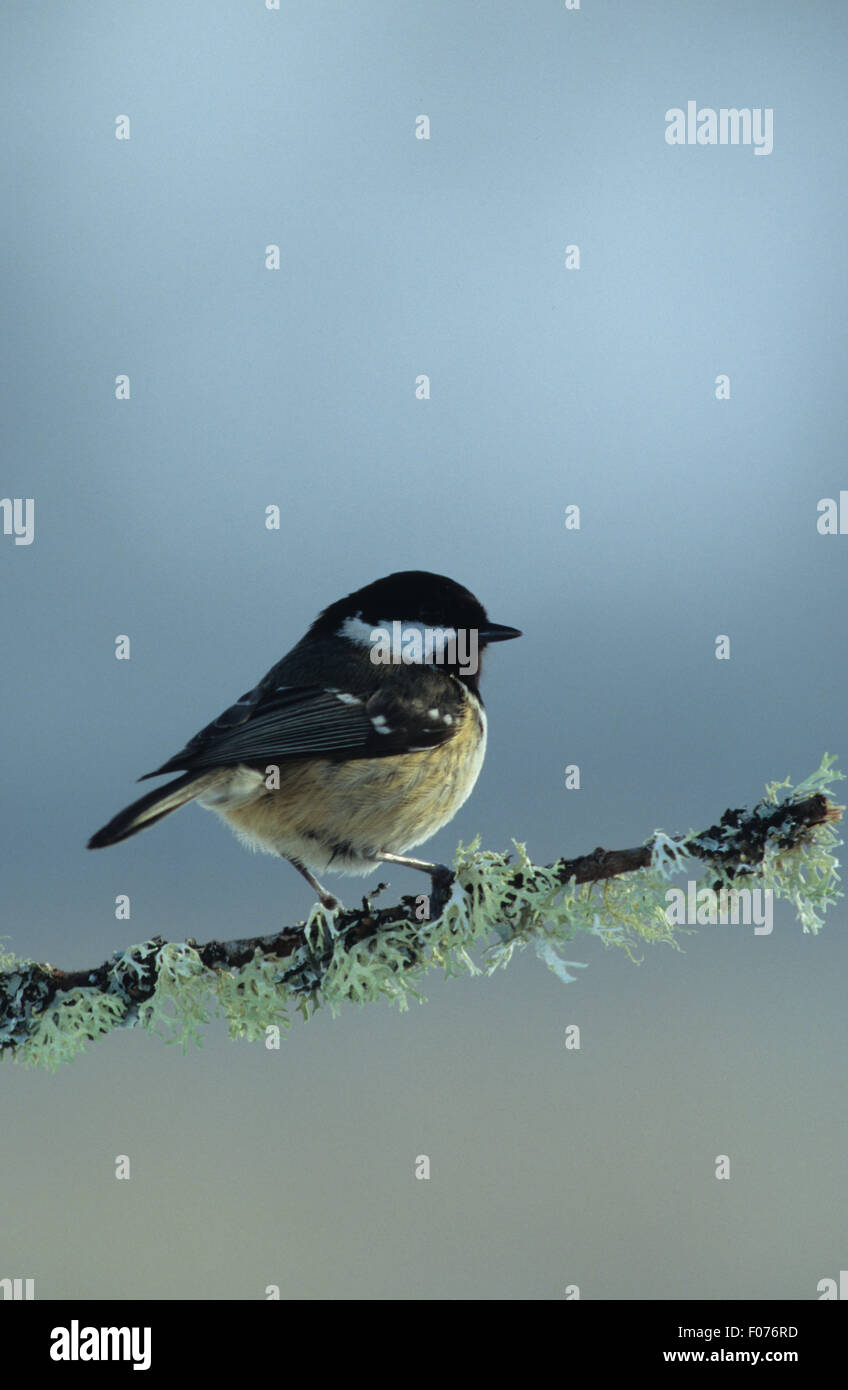 Mésange noire pris de profil à droite perché sur le lichen covered ciel bleu Banque D'Images Mésange noire pris de profil à droite perché sur le lichen covered ciel bleu Banque D'Images