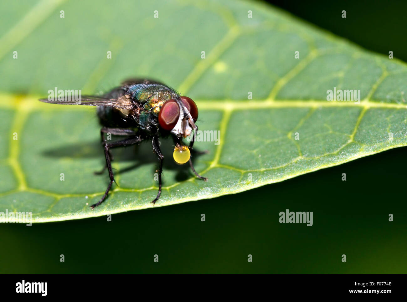 (Calliphoridés Calliphora vomitoria) Banque D'Images