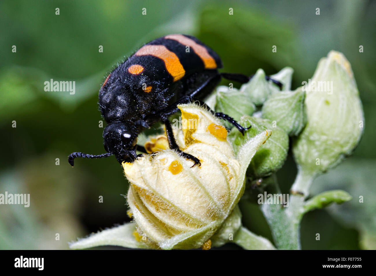 Blister Beetle Beetle en soies ou Banque D'Images