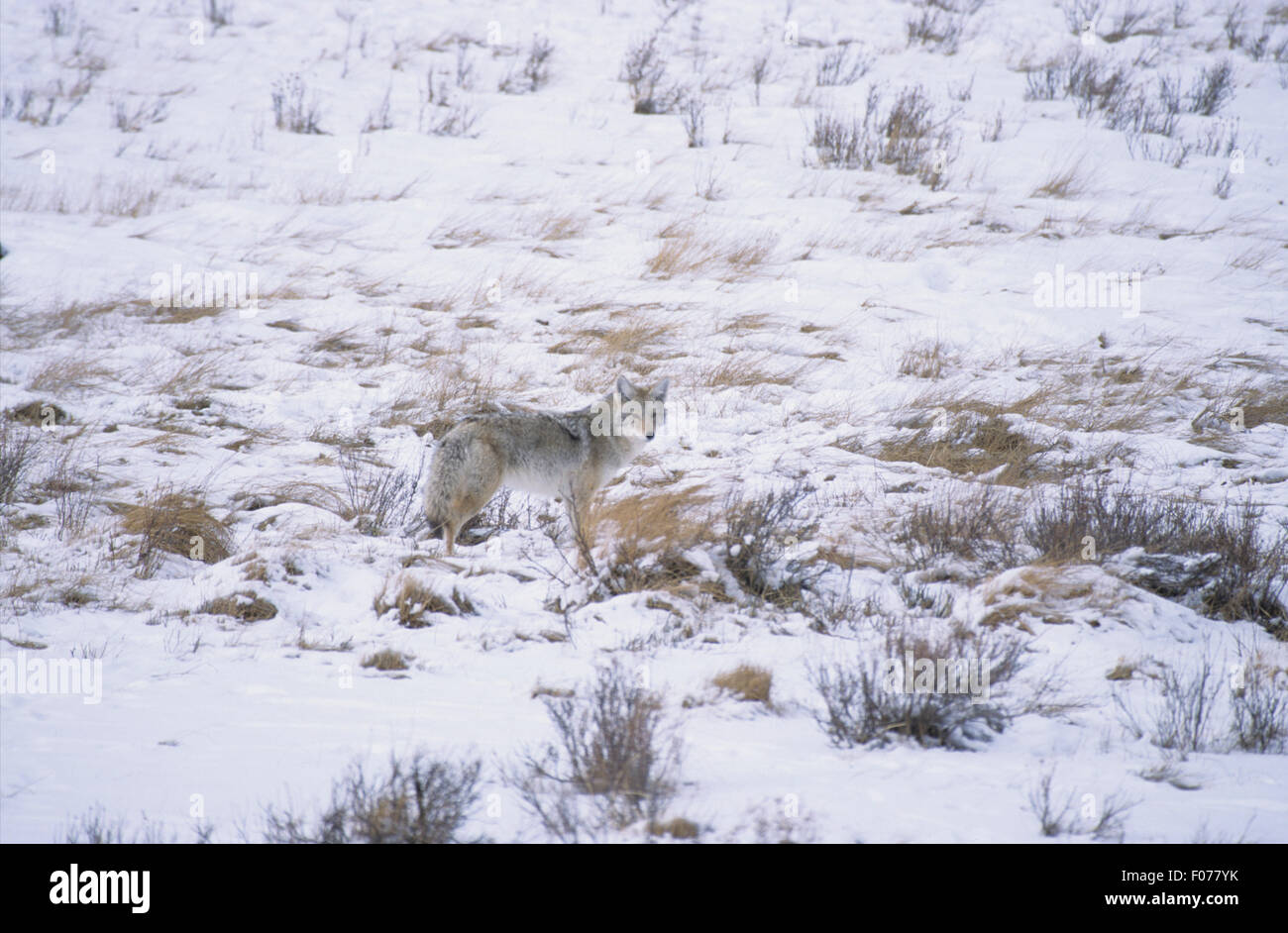 Coyote prises dans le profil à la caméra à l'arrière du châssis en petit comité dans la neige et la glace Banque D'Images
