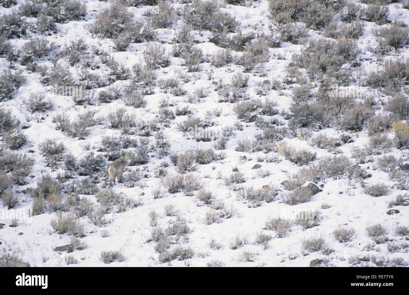 Petit Coyote dans le châssis debout dans la neige entouré de neige couverts sage brush Banque D'Images