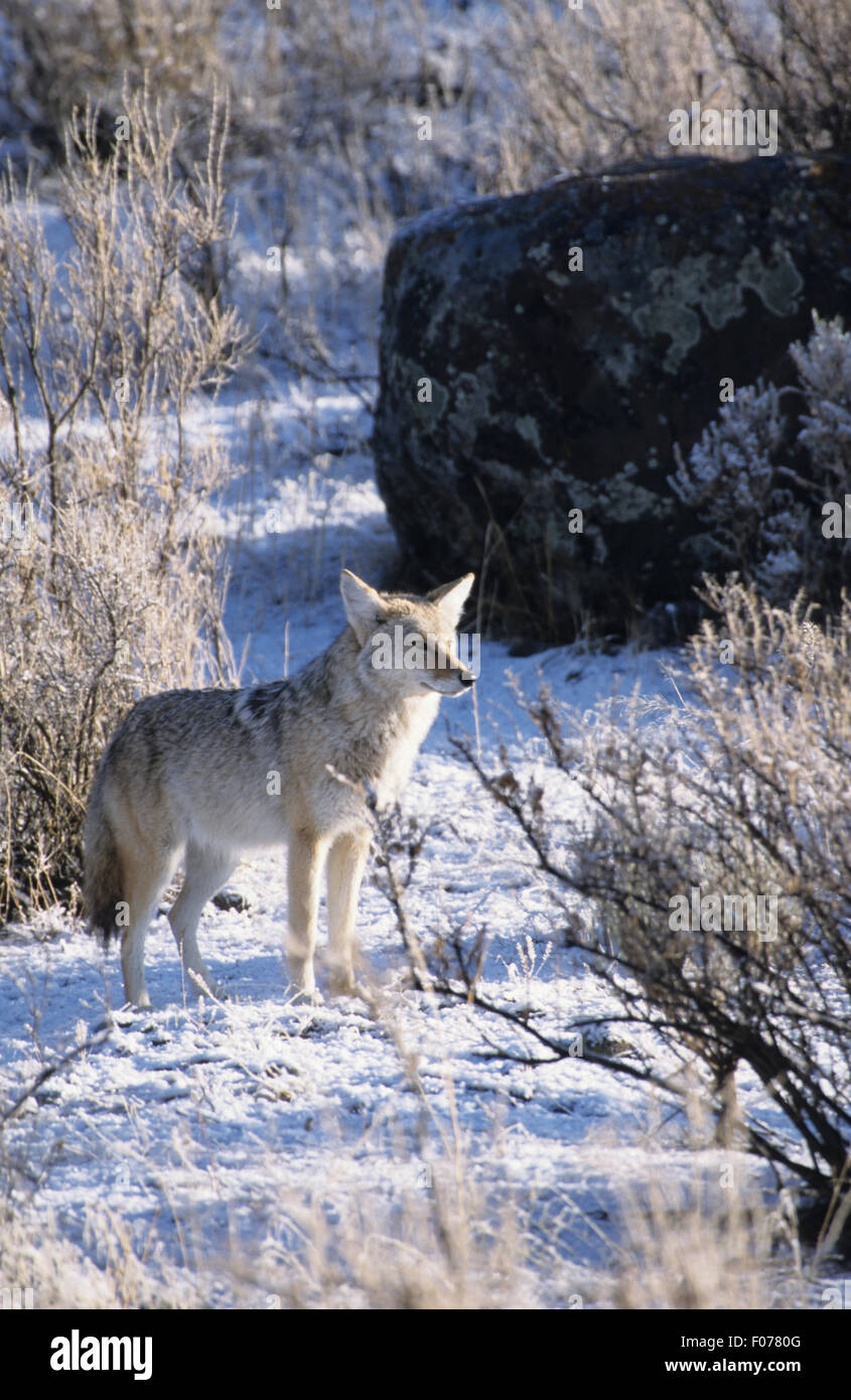 Coyote prises dans le profil à la juste position sur la neige au sol entouré par la neige et le gel Banque D'Images