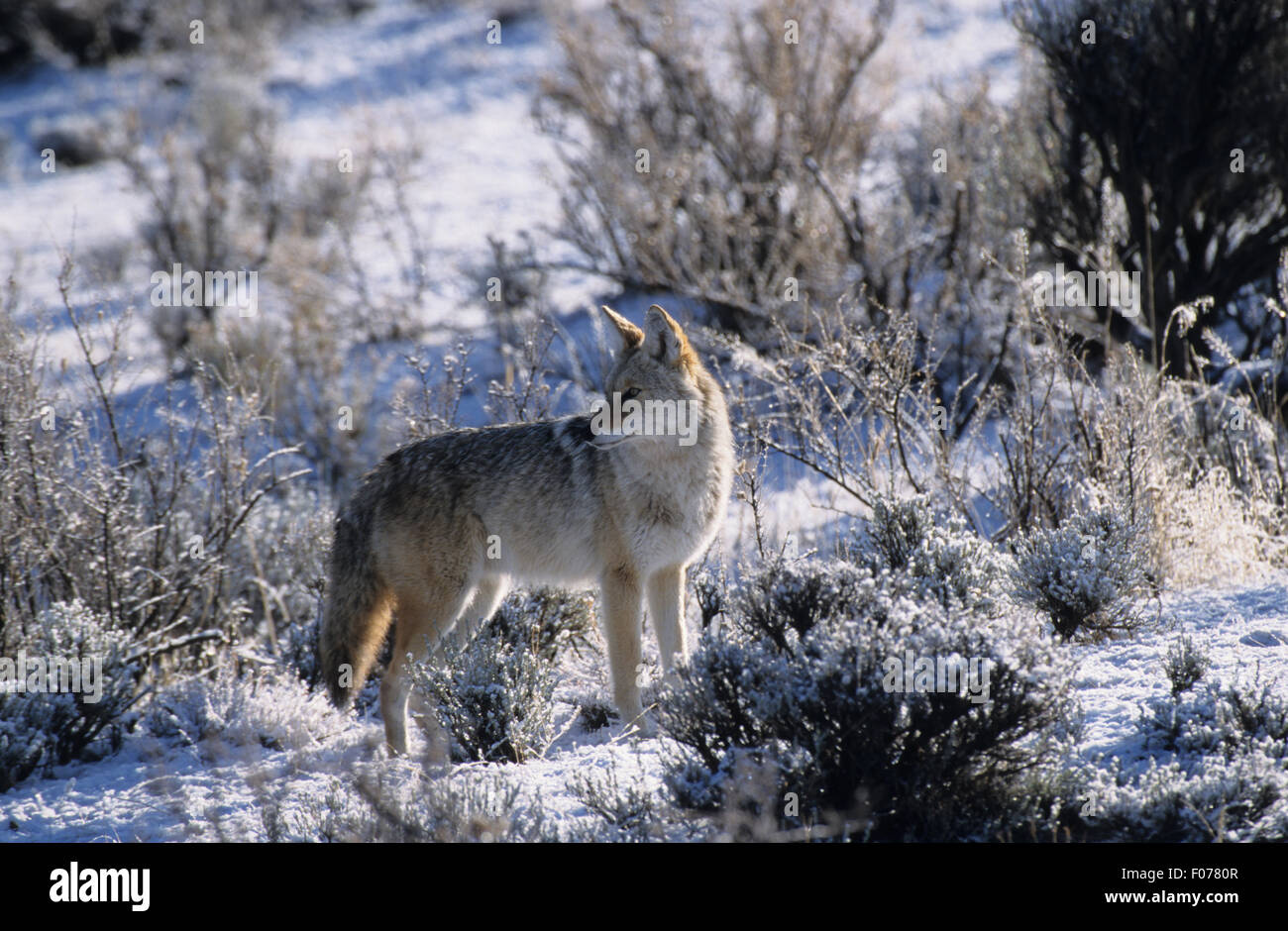 Coyote prises dans le profil à l'arrière gauche debout sur sol couvert de neige entouré par le gel et la neige Banque D'Images