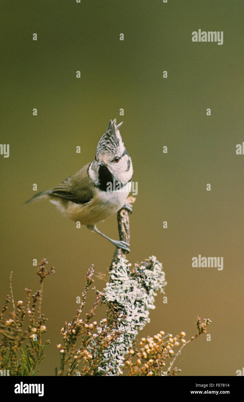 Mésange huppée à la caméra à crest soulevées perché sur la branche couverte de lichen Banque D'Images Mésange huppée à la caméra à crest soulevées perché sur la branche couverte de lichen Banque D'Images