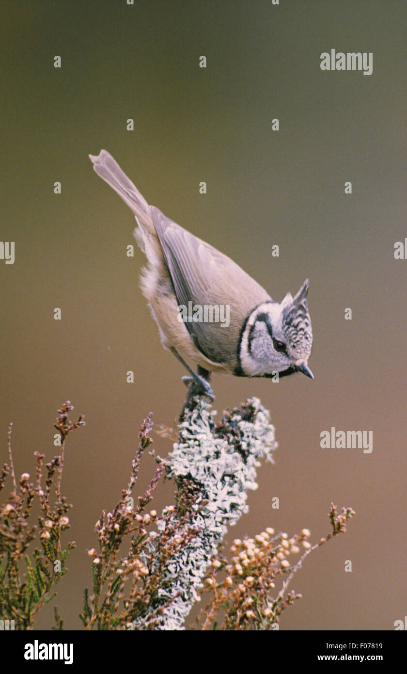 Mésange huppée prises de profil cimier soulevées baissé en bas à droite perché sur la branche couverte de lichen Banque D'Images Mésange huppée prises de profil cimier soulevées baissé en bas à droite perché sur la branche couverte de lichen Banque D'Images