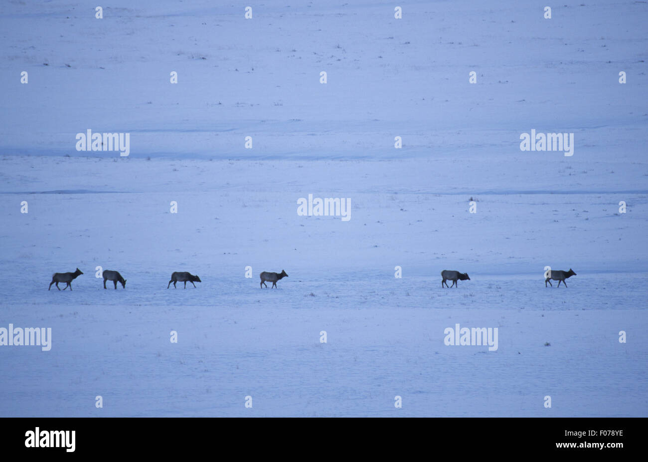 Balades dans six wapitis profil dans un fichier unique dans la distance entre un champ de neige en hiver petit dans l'image Banque D'Images