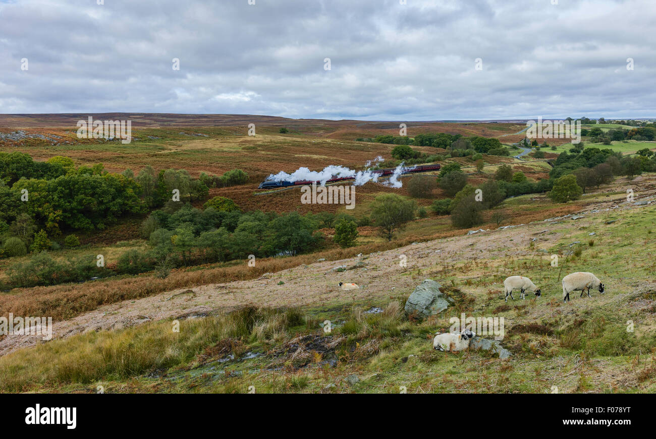 Un train à vapeur d'époque fait son chemin dans le North York Moors national park avec des paysages, de la flore, et les moutons. Banque D'Images