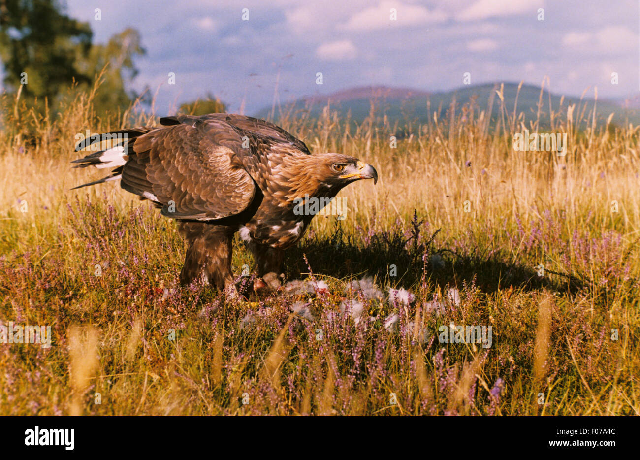 Golden Eagle pris captif en profil à droite se tenant sur le sol à droite dans purple heather plus de proies de lapin Banque D'Images Golden Eagle pris captif en profil à droite se tenant sur le sol à droite dans purple heather plus de proies de lapin Banque D'Images