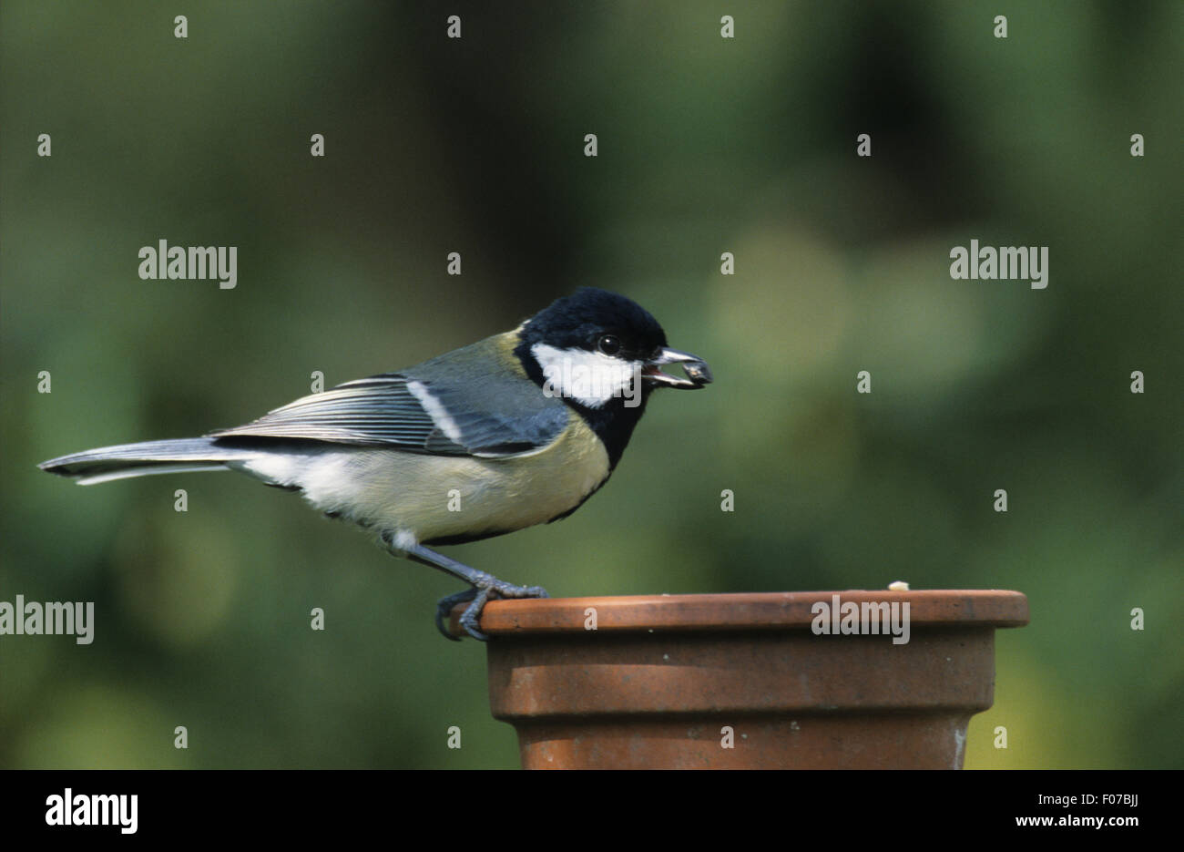 Great Tit prises dans le profil à droite perché sur bord de clay pot de fleurs avec des semences en bec Banque D'Images Great Tit prises dans le profil à droite perché sur bord de clay pot de fleurs avec des semences en bec Banque D'Images
