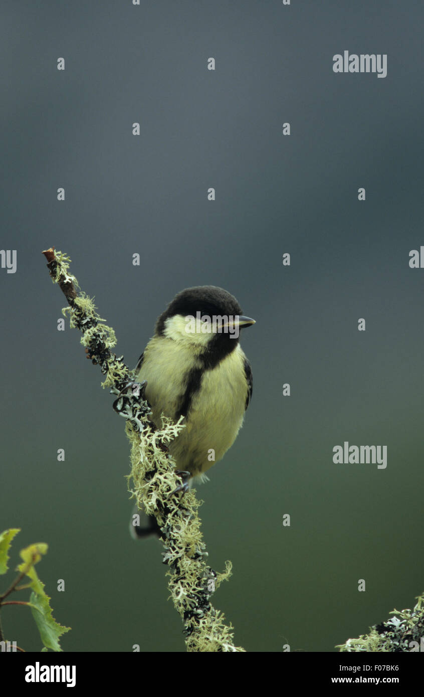 Great Tit prises à partir de l'avant perché sur une branche couverte de lichens et à la recherche à droite Banque D'Images Great Tit prises à partir de l'avant perché sur une branche couverte de lichens et à la recherche à droite Banque D'Images