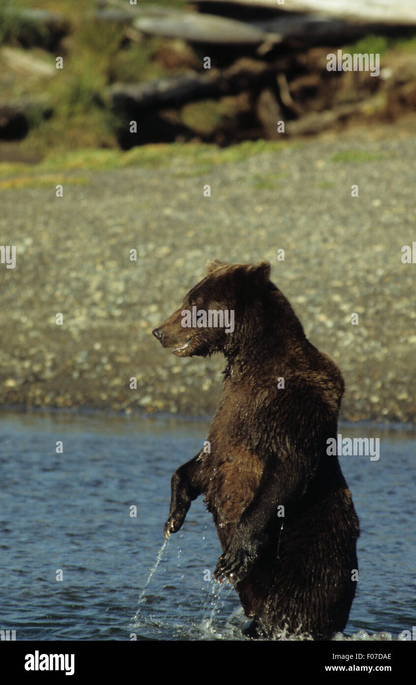 Alaska Grizzly pris de profil debout dans la rivière à l'eau qui goutte gauche à partir de la fourrure Banque D'Images Alaska Grizzly pris de profil debout dans la rivière à l'eau qui goutte gauche à partir de la fourrure Banque D'Images