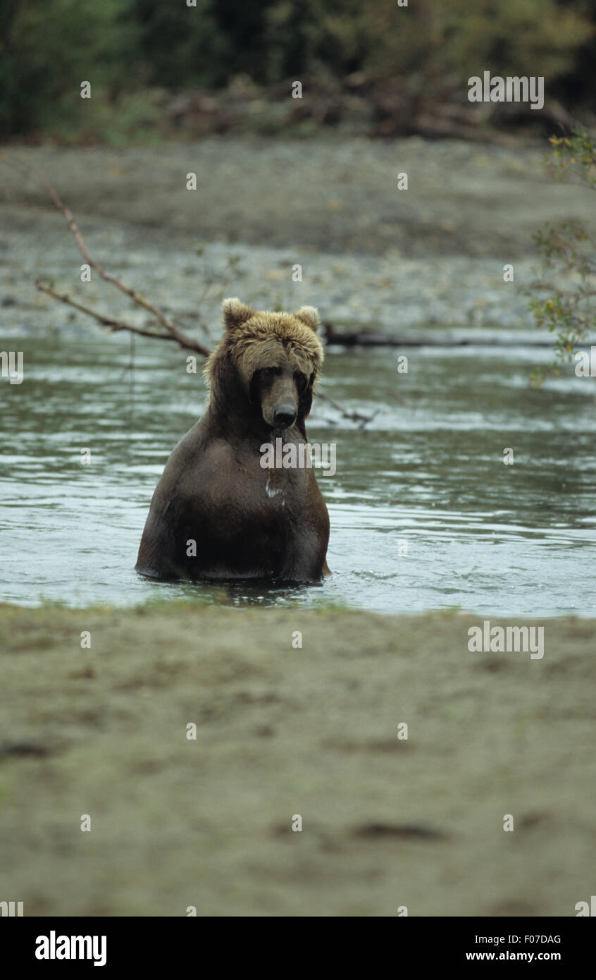 Alaska Grizzly prises de commandes avant en taille haute fourrure River mouille à salmon Banque D'Images Alaska Grizzly prises de commandes avant en taille haute fourrure River mouille à salmon Banque D'Images