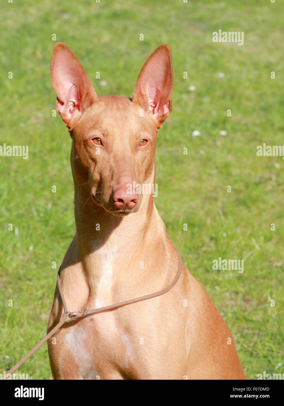 Le portrait de Pharaon Hound chiot dans le jardin Banque D'Images