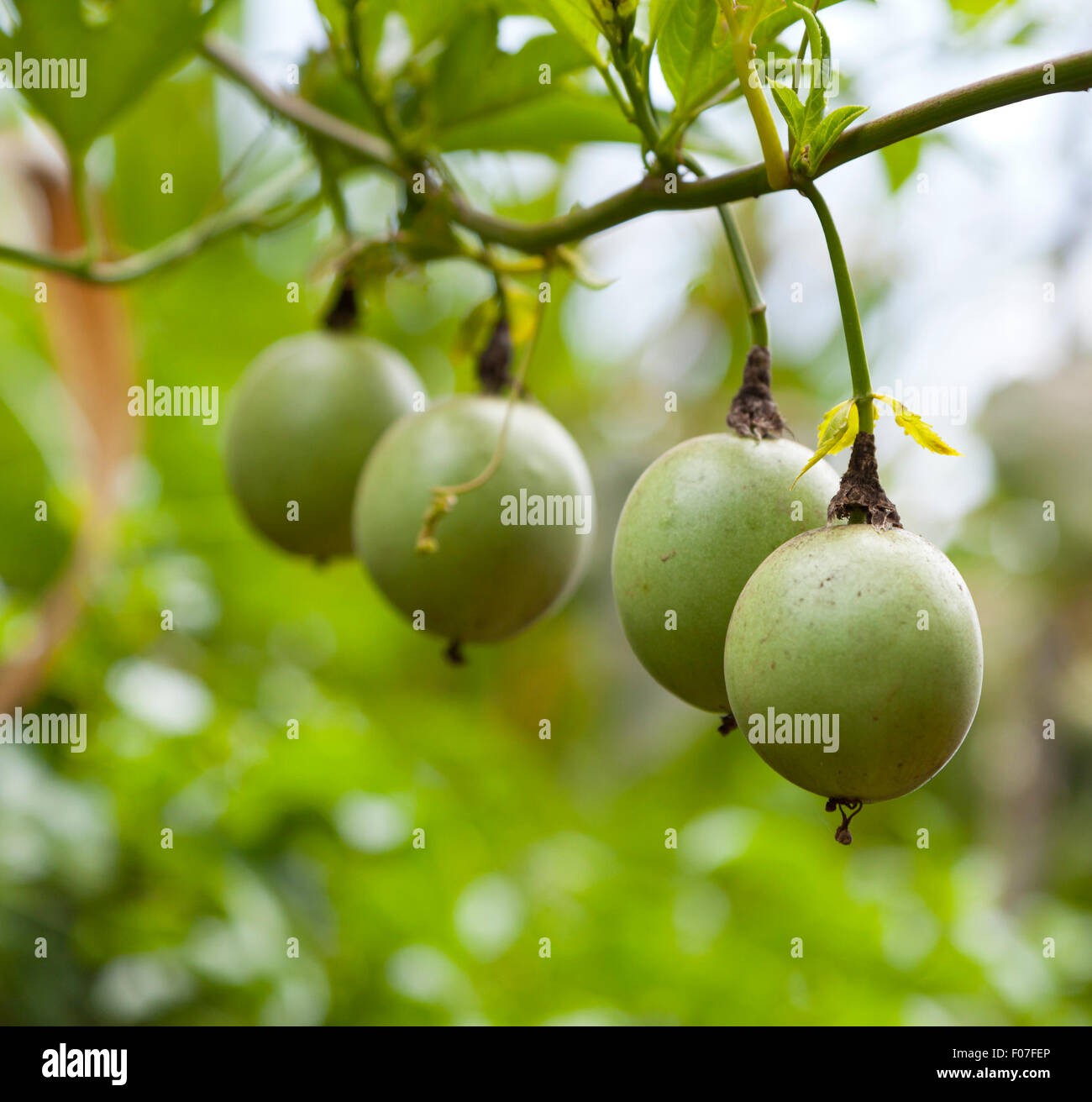 Fruit non mûr de fruits de la passion dans un jardin. Banque D'Images