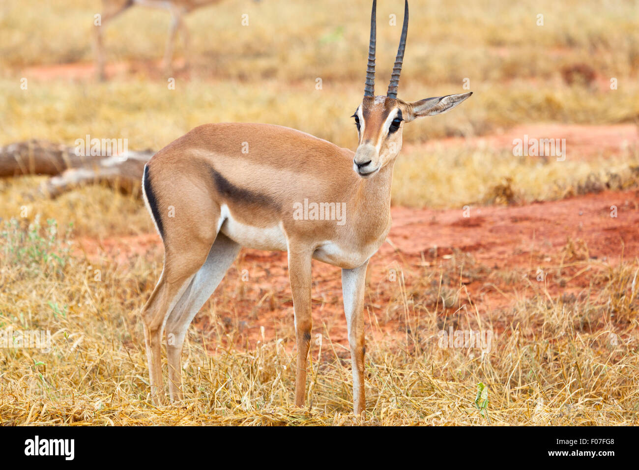 Une gazelle de Grant à Tsavo East National Park, Kenya Banque D'Images