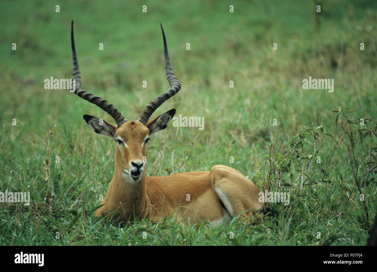 Impala mâle avec bois longtemps prises par l'avant sur le sol dans les prairies Banque D'Images Impala mâle avec bois longtemps prises par l'avant sur le sol dans les prairies Banque D'Images