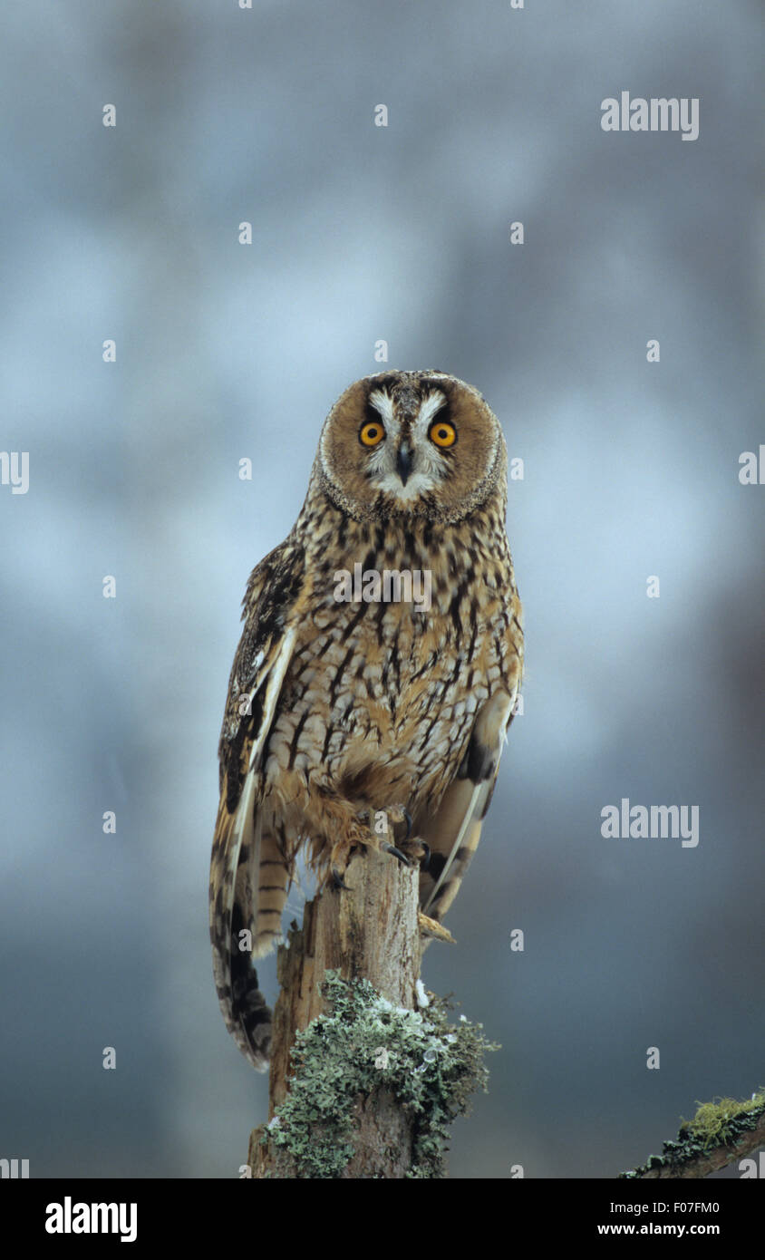 Hibou des longues prises de devant les yeux grands ouverts en direction de perché sur une tempête de neige Banque D'Images Hibou des longues prises de devant les yeux grands ouverts en direction de perché sur une tempête de neige Banque D'Images