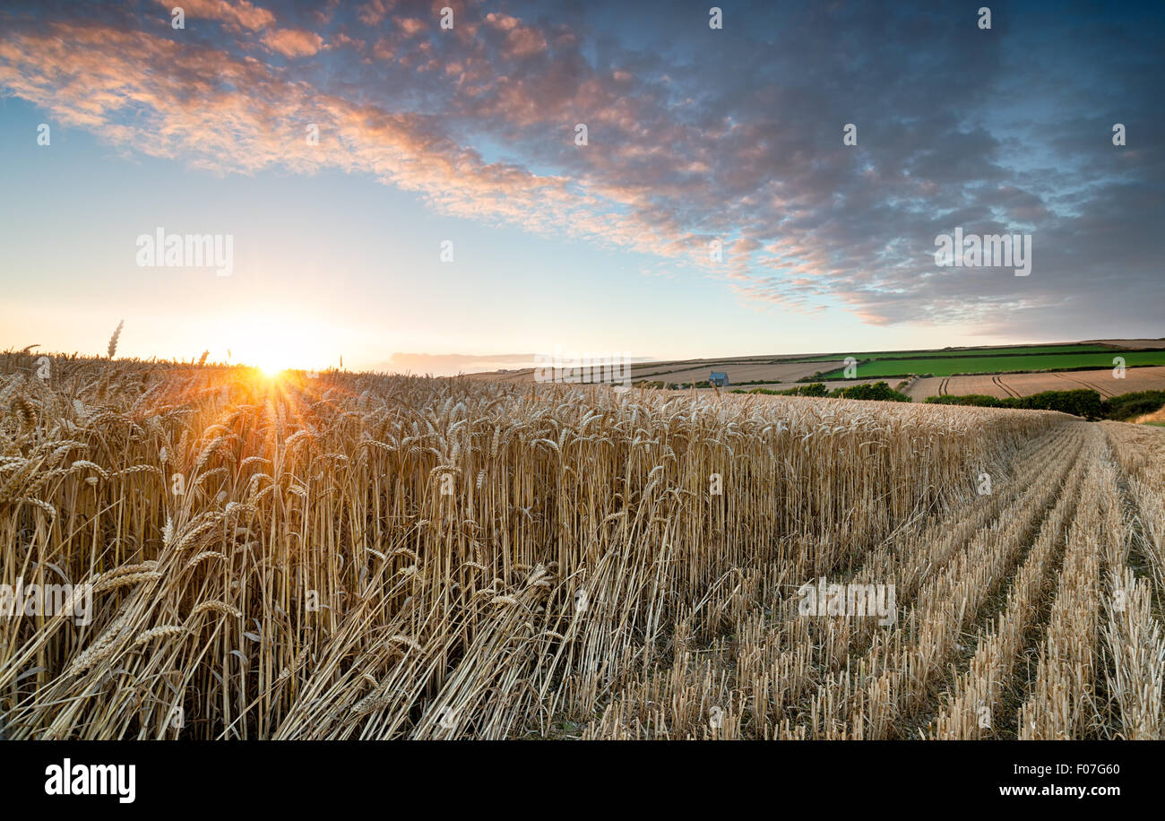 Bel été coucher de soleil sur un champ de maïs mûr d'or à Cornwall padstow Banque D'Images