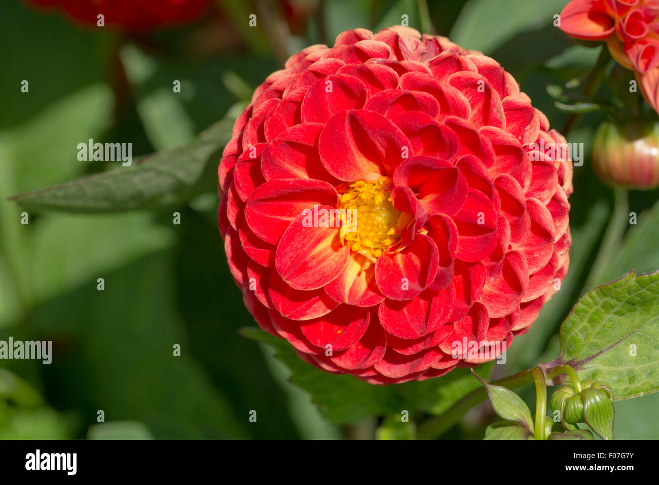 Orange Glow Dahlia Banque D'Images