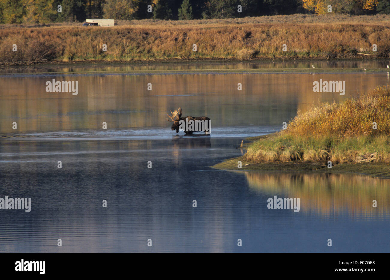 Mâle orignal pris dans le profil à gauche debout dans la Snake River à l'automne Banque D'Images Mâle orignal pris dans le profil à gauche debout dans la Snake River à l'automne Banque D'Images